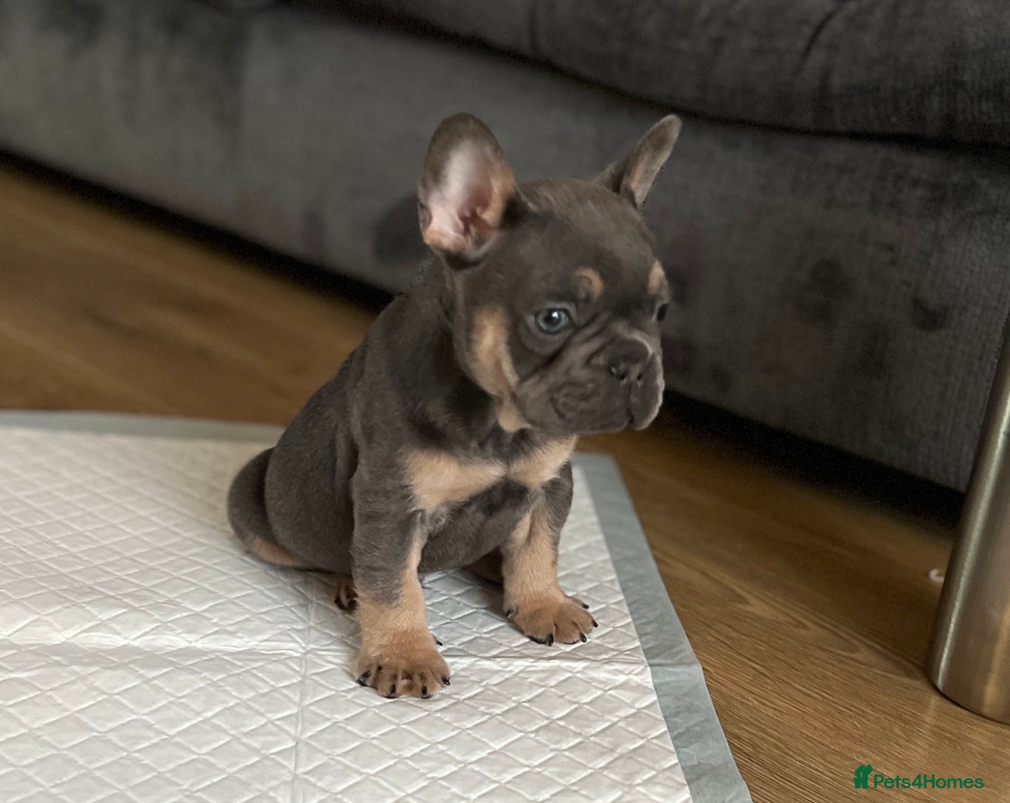 French Bulldog dogs Trio of French bulldogs 1 female 2 males - Advert 2