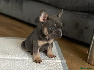 French Bulldog dogs Trio of French bulldogs 1 female 2 males - Advert 2