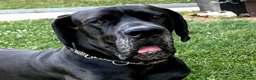 Great Dane dogs for sale: Great Danes puppies  - Advert 4