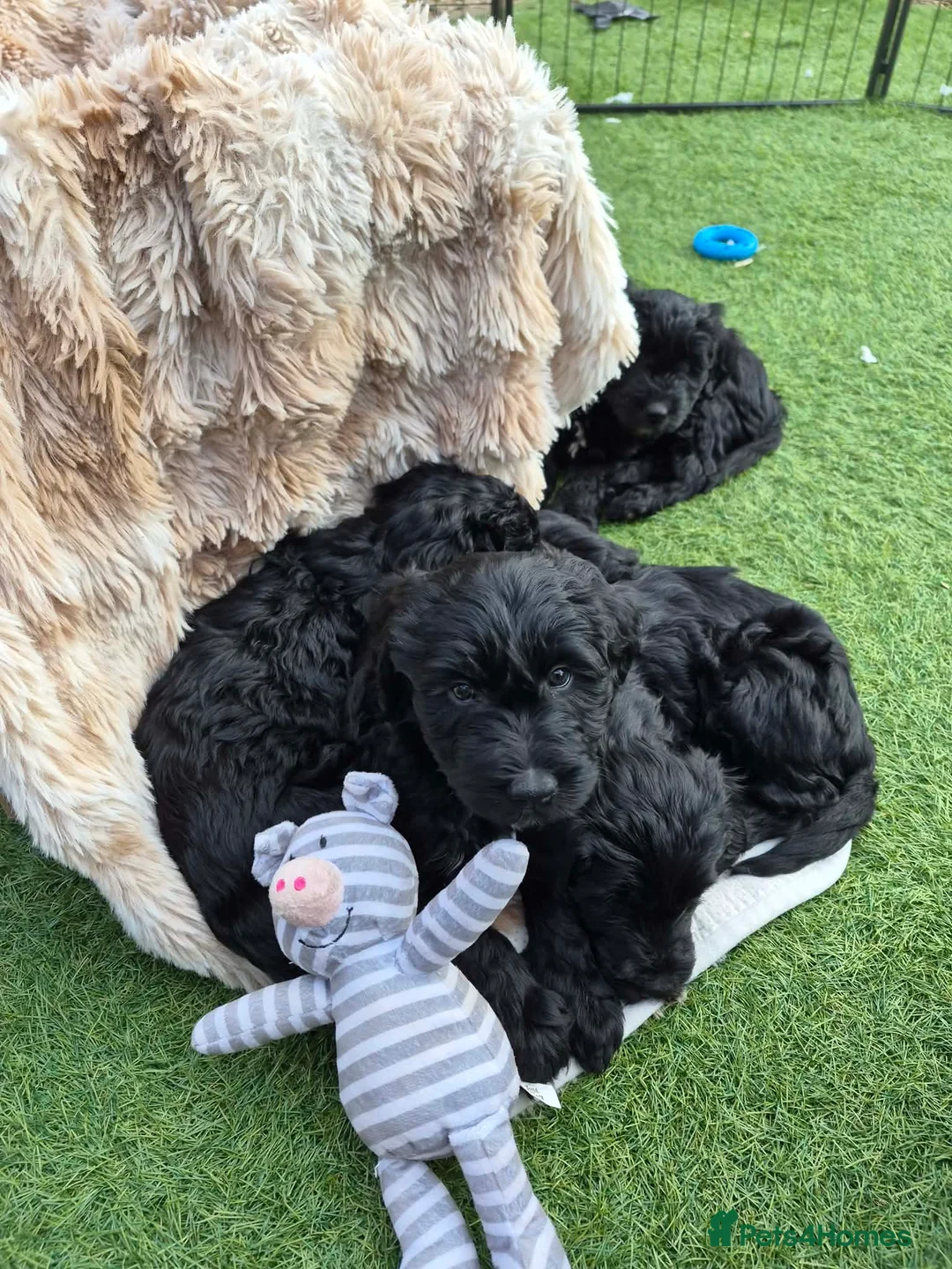 Mixed Breed dogs for sale: Double doodle Puppies in Banff - Advert 25