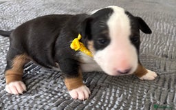 English Bull Terrier dogs for sale: Beautiful English bull terrier  - Image 11