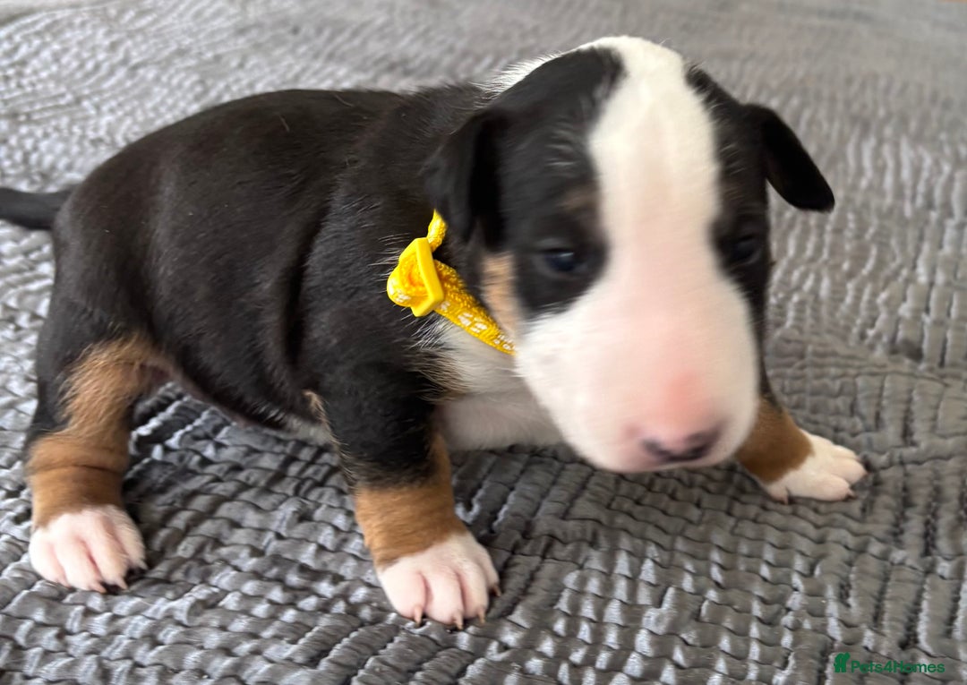 English Bull Terrier dogs for sale: Beautiful English bull terrier  - Image 11