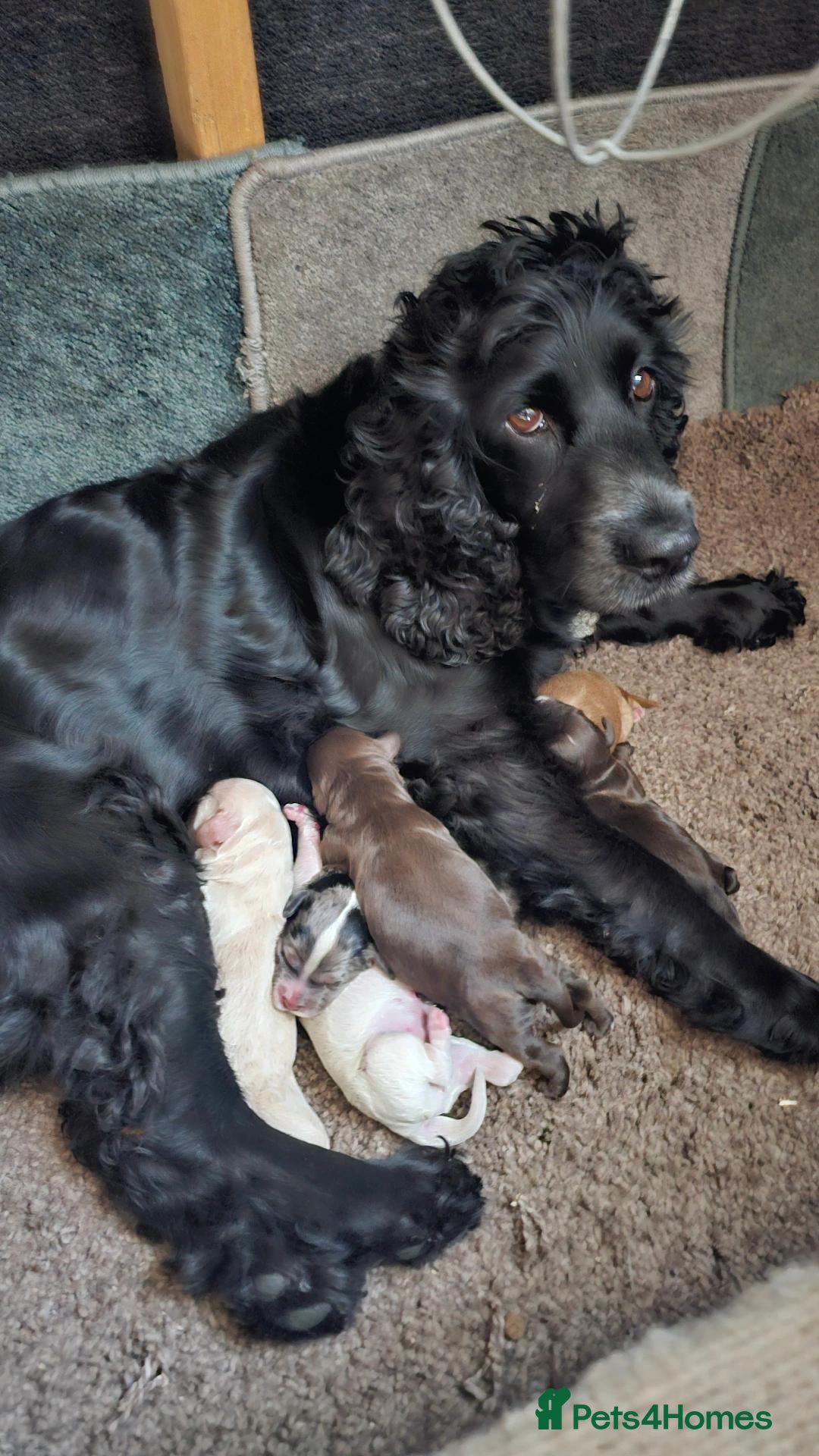 Cockapoo dogs for sale: Bautifull  cockerpoos  - Advert 1