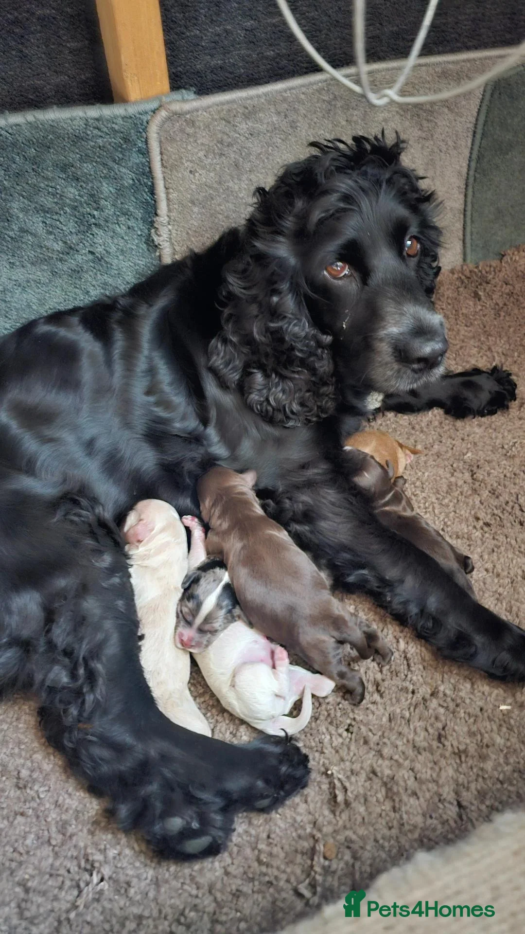 Cockapoo dogs for sale: Bautifull  cockerpoos  - Advert 1