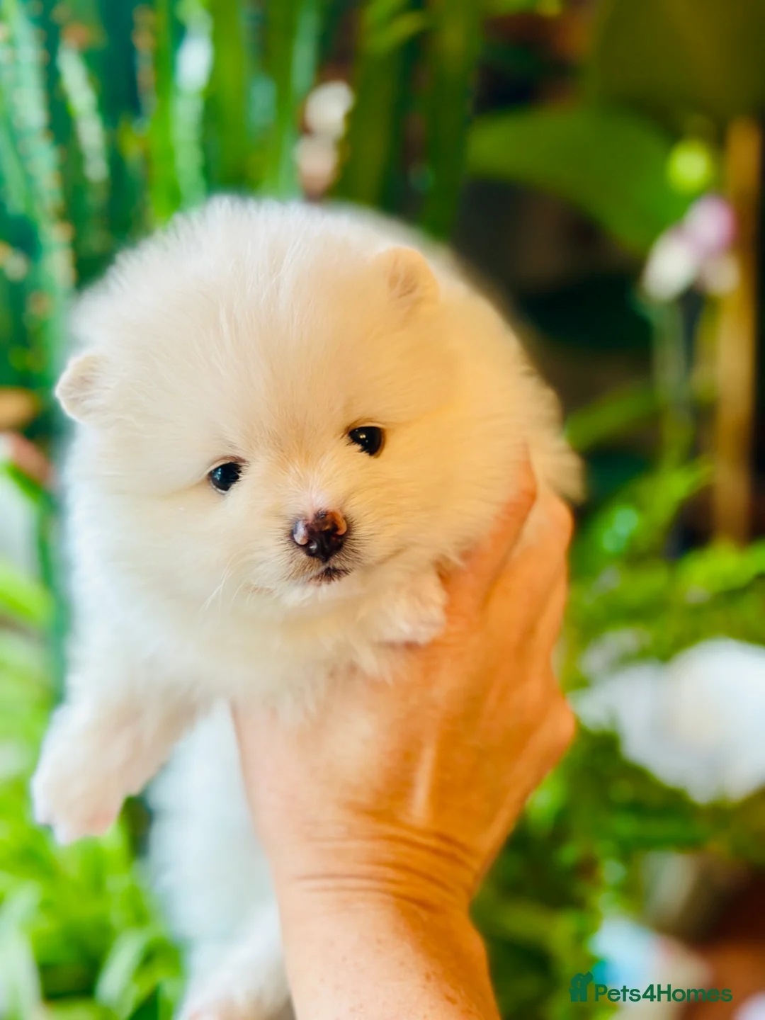 Pomeranian dogs for sale: Last KC pomeranian BOY ready to leave now !  - Advert 12