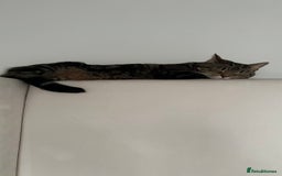 Domestic Shorthair cats for sale: Sweetest tabby available m - Image 6