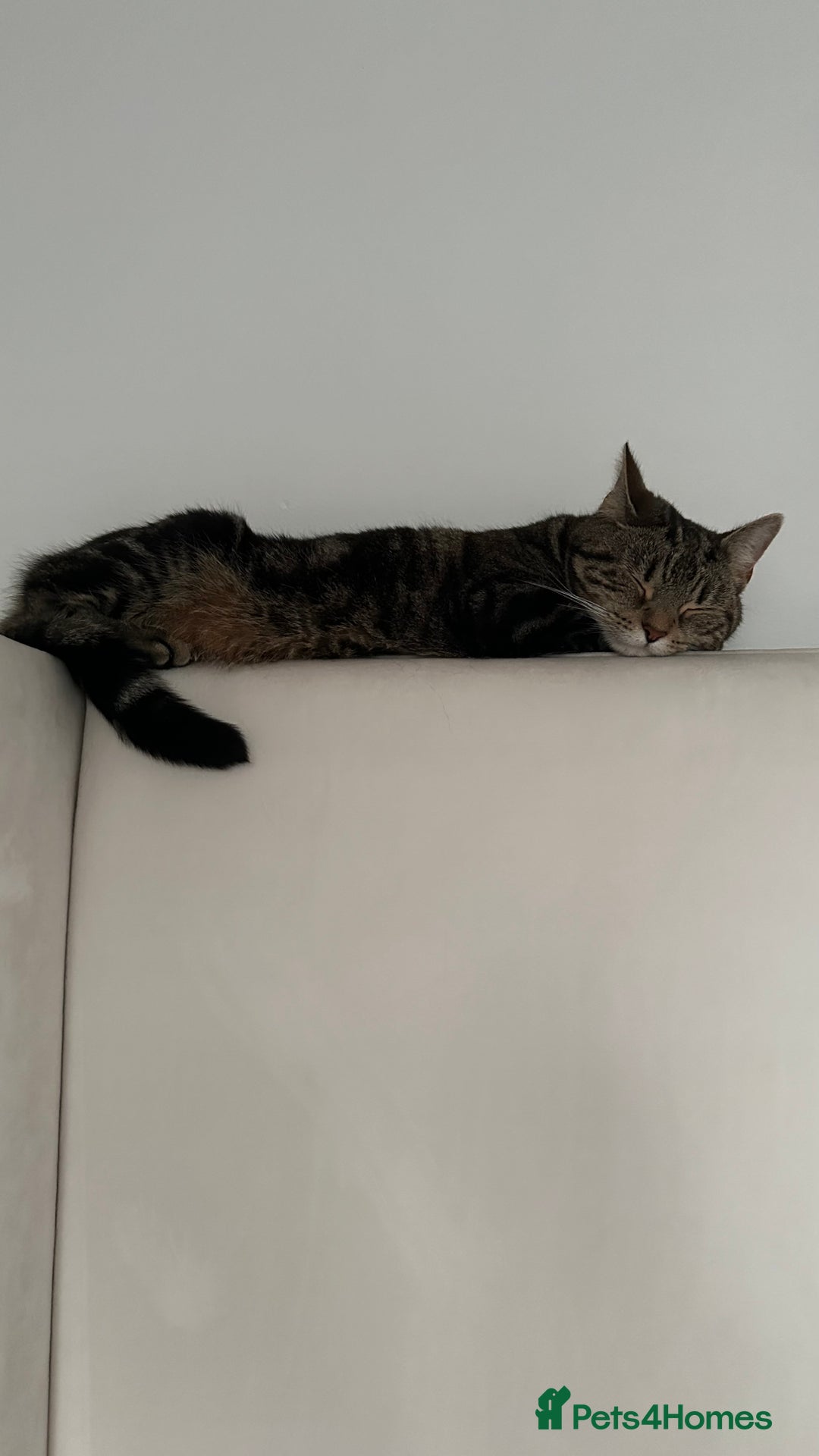 Domestic Shorthair cats for sale: Sweetest tabby available m - Image 6