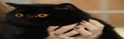 British Shorthair cats for sale: British Shorthairs - Advert 1