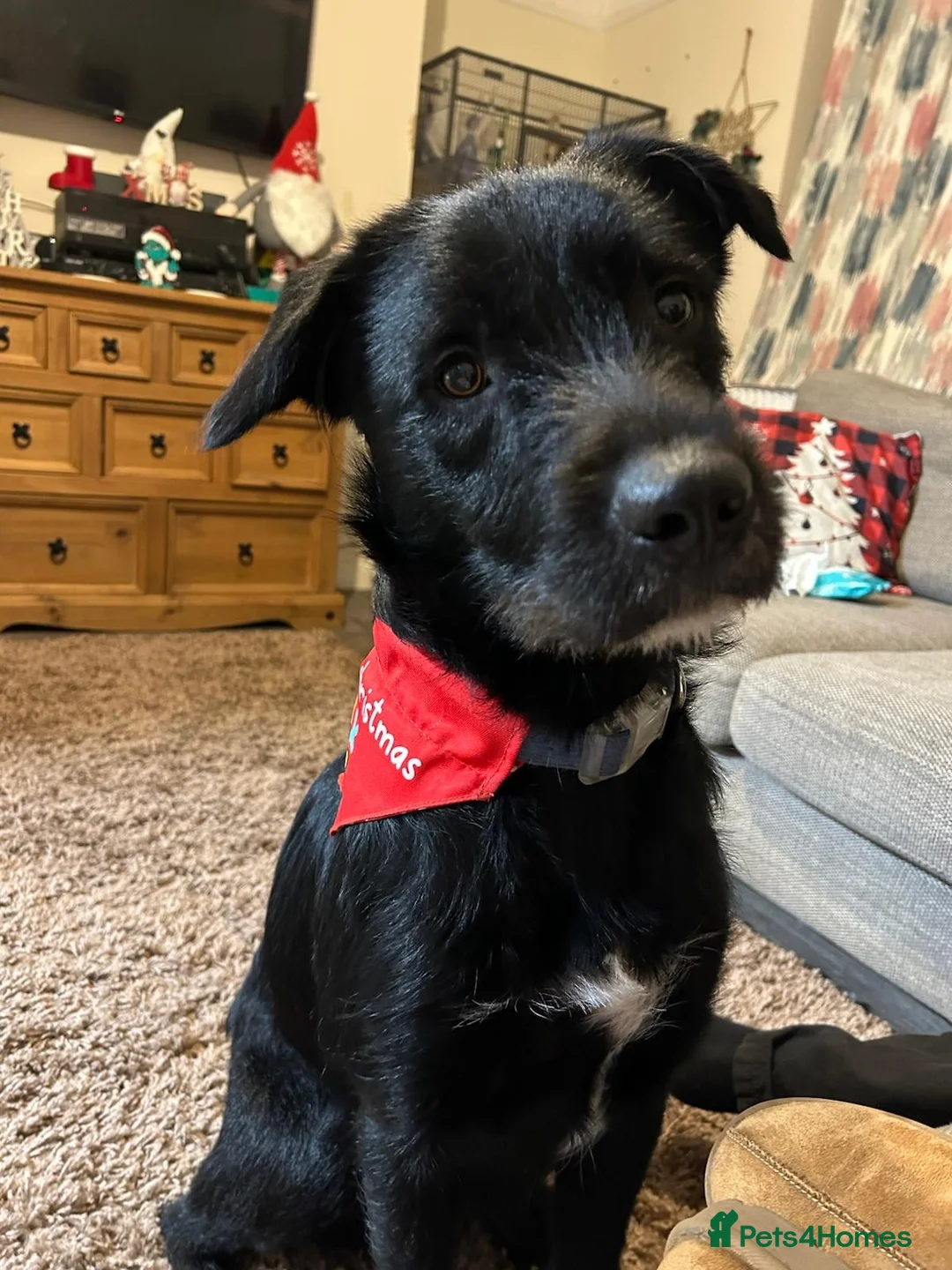 Mixed Breed dogs for sale: Lovely male Border Collie cross Labrador - Advert 4