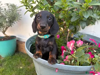 Miniature Dachshund dogs Ready now🐾KC pedigree Mini Dachshund puppies - Advert 12