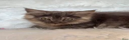 Maine Coon cats for sale: Maine coon kittens fluffy cuddly kittens - Advert 38