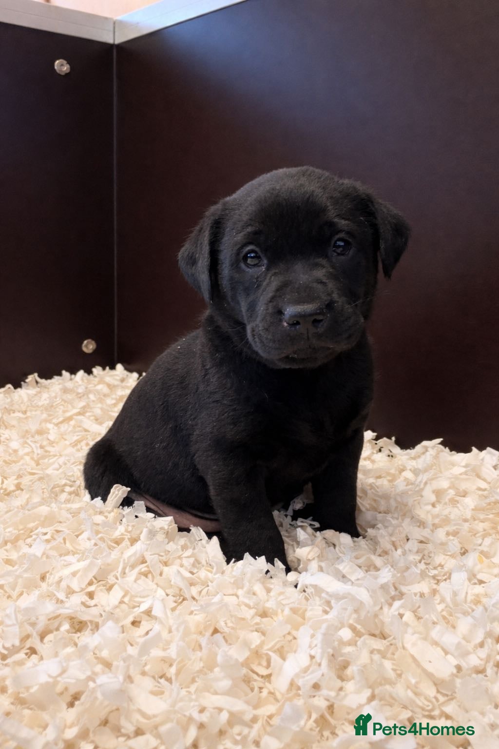 Labrador Retriever dogs Working/Champion line pedigree Black lab puppies  - Advert 1