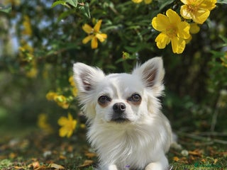 Chihuahua dogs Long haired Chihuahua for stud in Inverurie - Advert 1