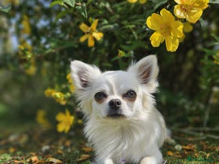 Chihuahua dogs Long haired Chihuahua for stud in Inverurie - Advert 24