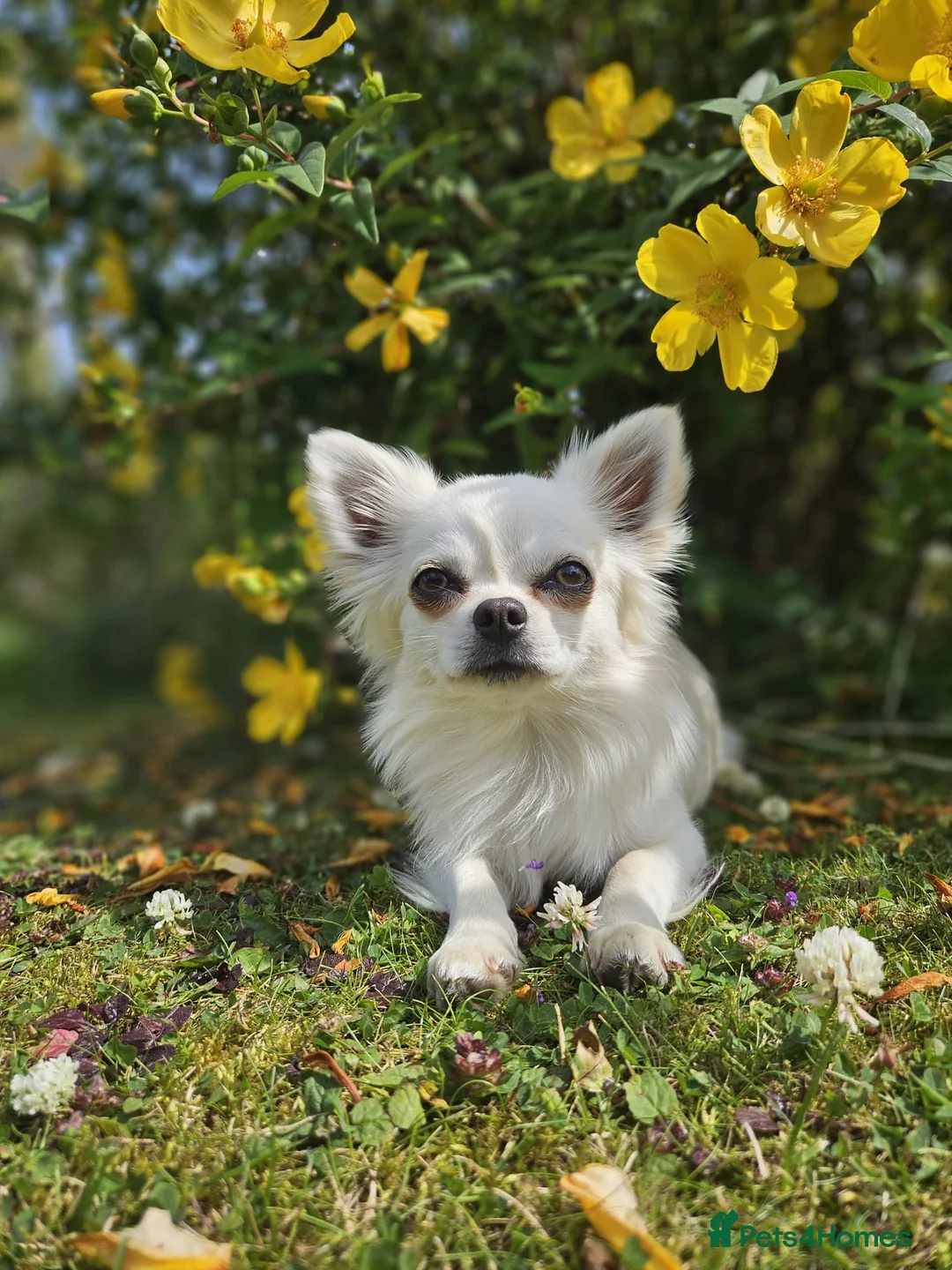 Chihuahua dogs for stud: Long haired Chihuahua for stud in Inverurie - Advert 1