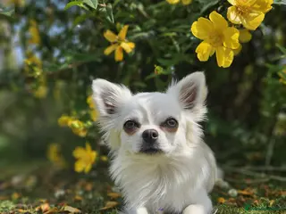Chihuahua dogs Long haired Chihuahua for stud in Inverurie - Advert 8