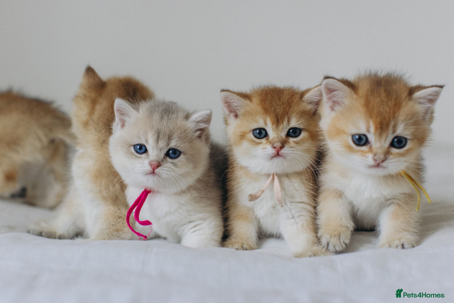 British Shorthair cats Golden Blue and Golden BSH kittens - Advert 10