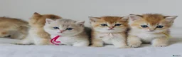 British Shorthair cats for sale: Golden Blue and Golden BSH kittens - Advert 8