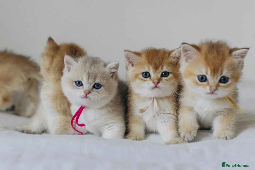 British Shorthair cats for sale: Golden Blue and Golden BSH kittens - Advert 1