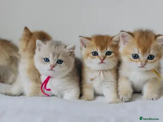 British Shorthair cats Golden Blue and Golden BSH kittens - Advert 10