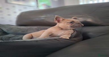 French Bulldog dogs - Advert 2