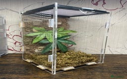Praying Mantis invertebrates for sale: Ghost mantis  - Image 7