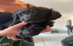 Goldendoodle dogs for sale: Golden doodles  - Image 20