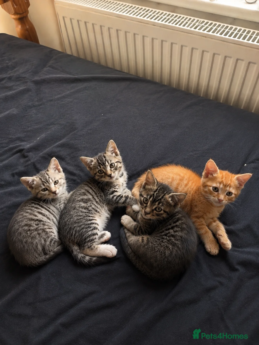 Mixed Breed cats for sale: Available Adorable Kittens - Ready to leave now in Barking - Advert 1