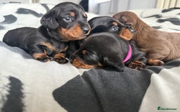 Miniature Dachshund dogs for sale: 4 x gorgeous miniature dachshund puppies  - Image 10