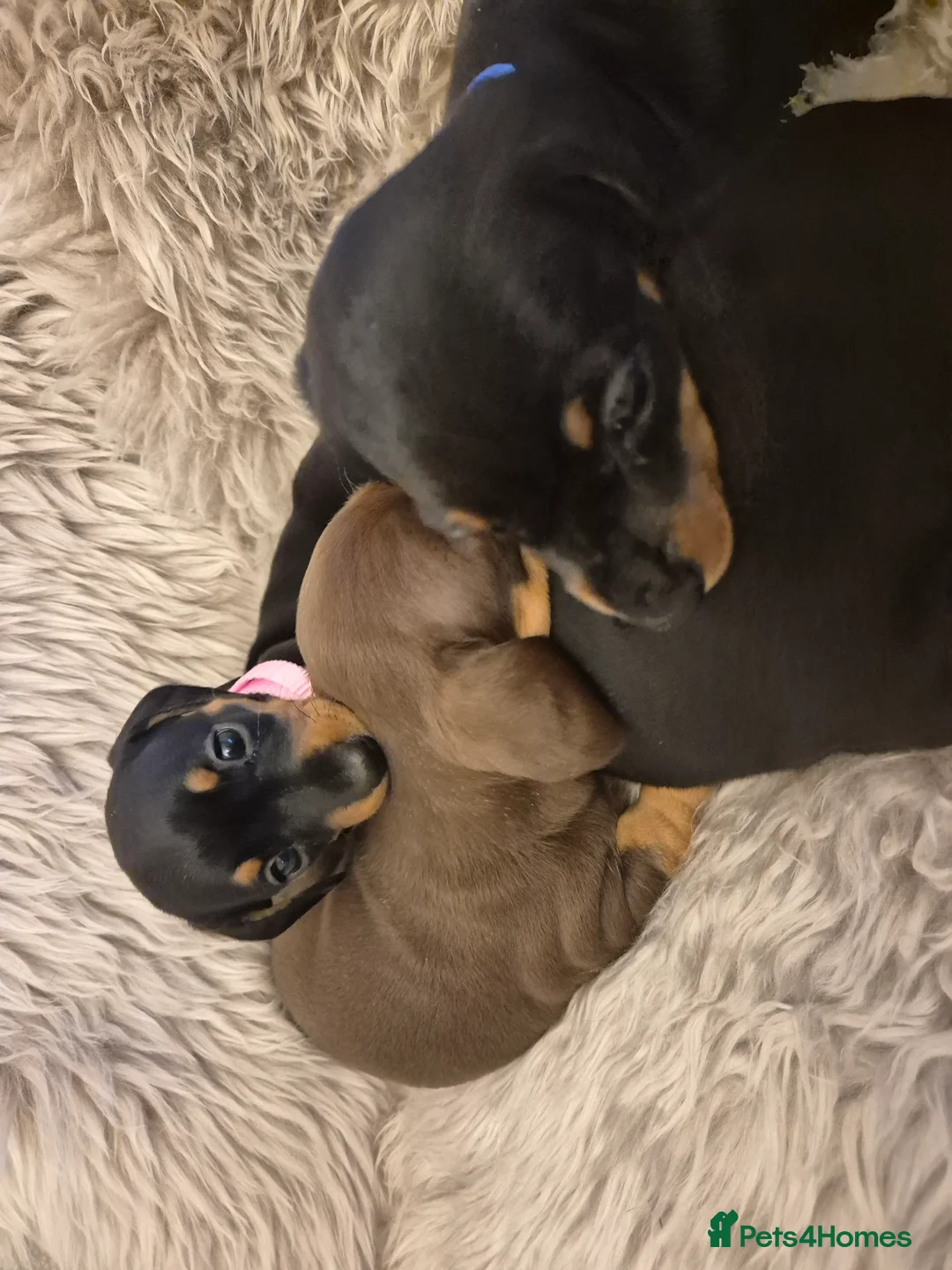 Miniature Dachshund dogs for sale: Adorable KC Pedigree Miniature Dachshund Puppies - Advert 14