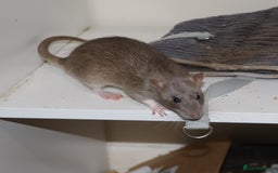 Rat rodents for sale: Cute baby rats - Image 5