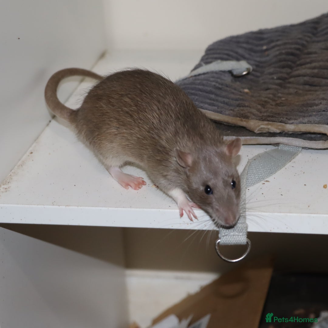 Rat rodents for sale: Cute baby rats - Image 5