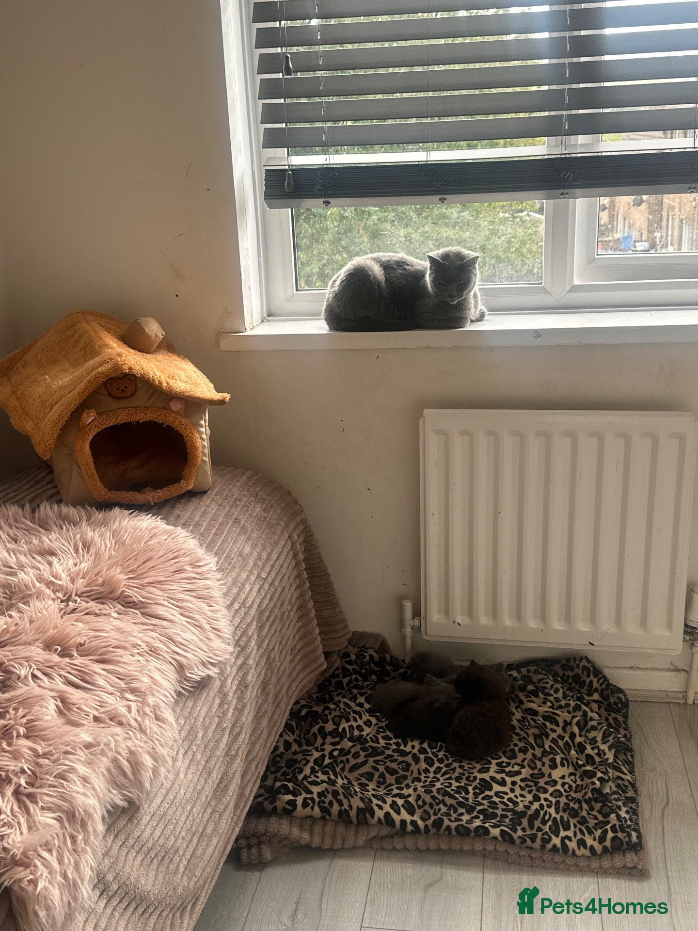 Mixed Breed cats British shorthair x ragdoll kittens 💕 - Advert 2
