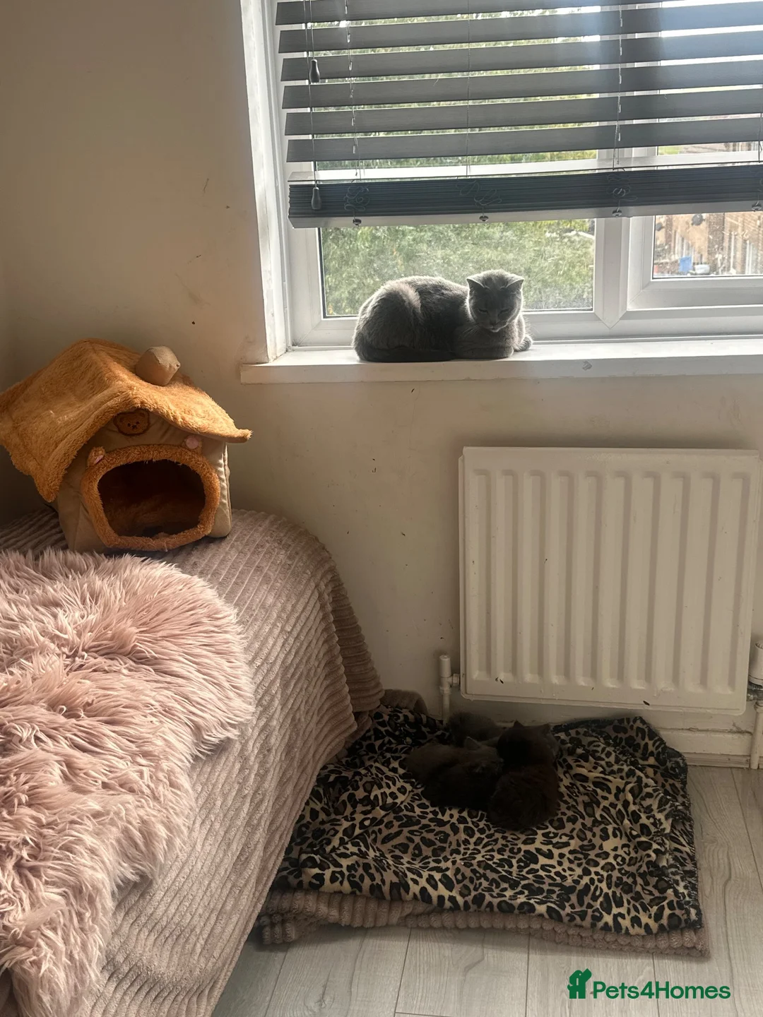 Mixed Breed cats for sale: British shorthair x ragdoll kittens 💕 - Advert 2