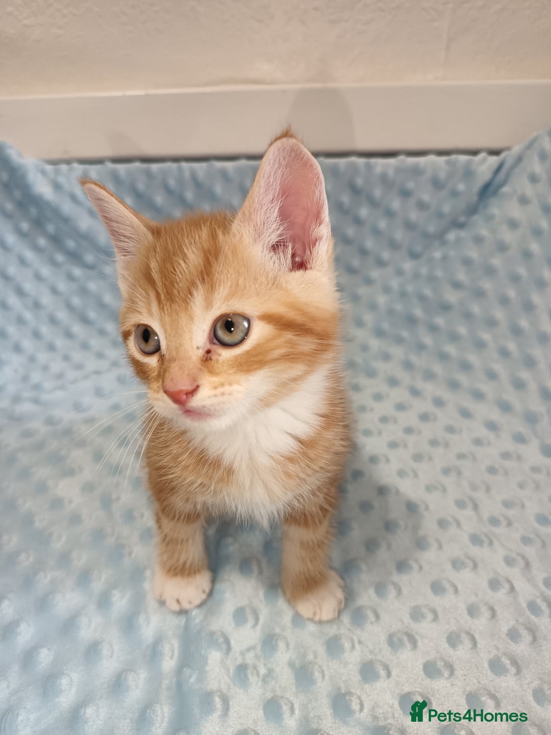 Maine Coon cats for sale: Mainecoon kittens  - Image 6