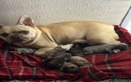 French Bulldog dogs for sale: 7 Stunning French Bulldogs  - Advert 7