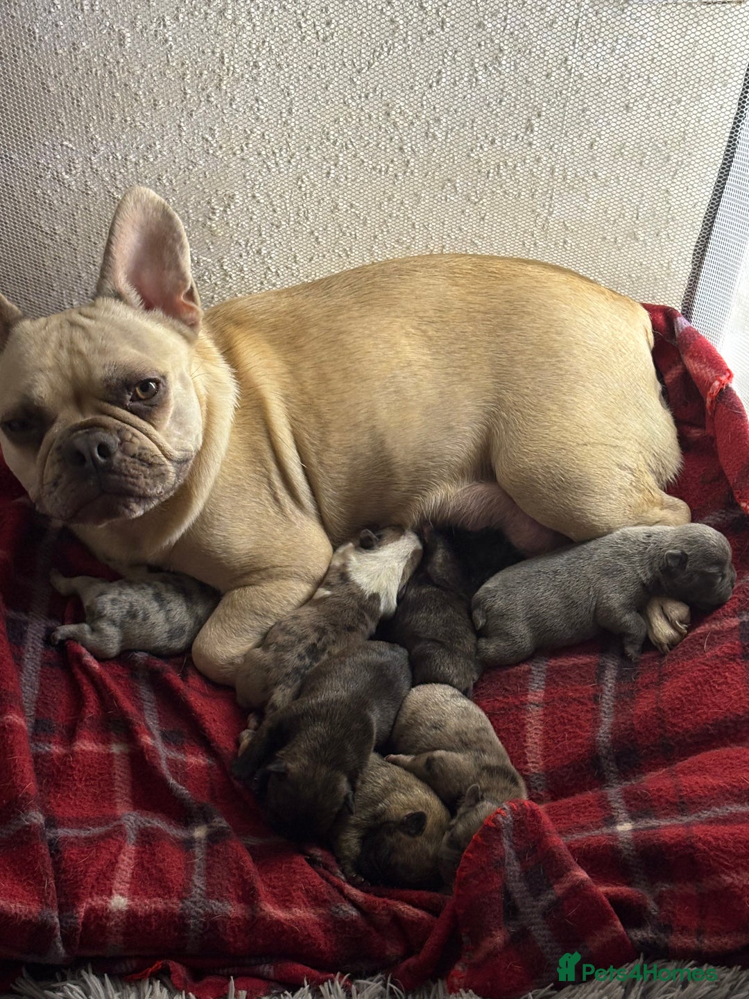 French Bulldog dogs for sale: 7 Stunning French Bulldogs  - Advert 7