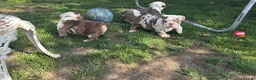 English Bulldog dogs for sale: Beautiful bulldog girl puppy  - Advert 6