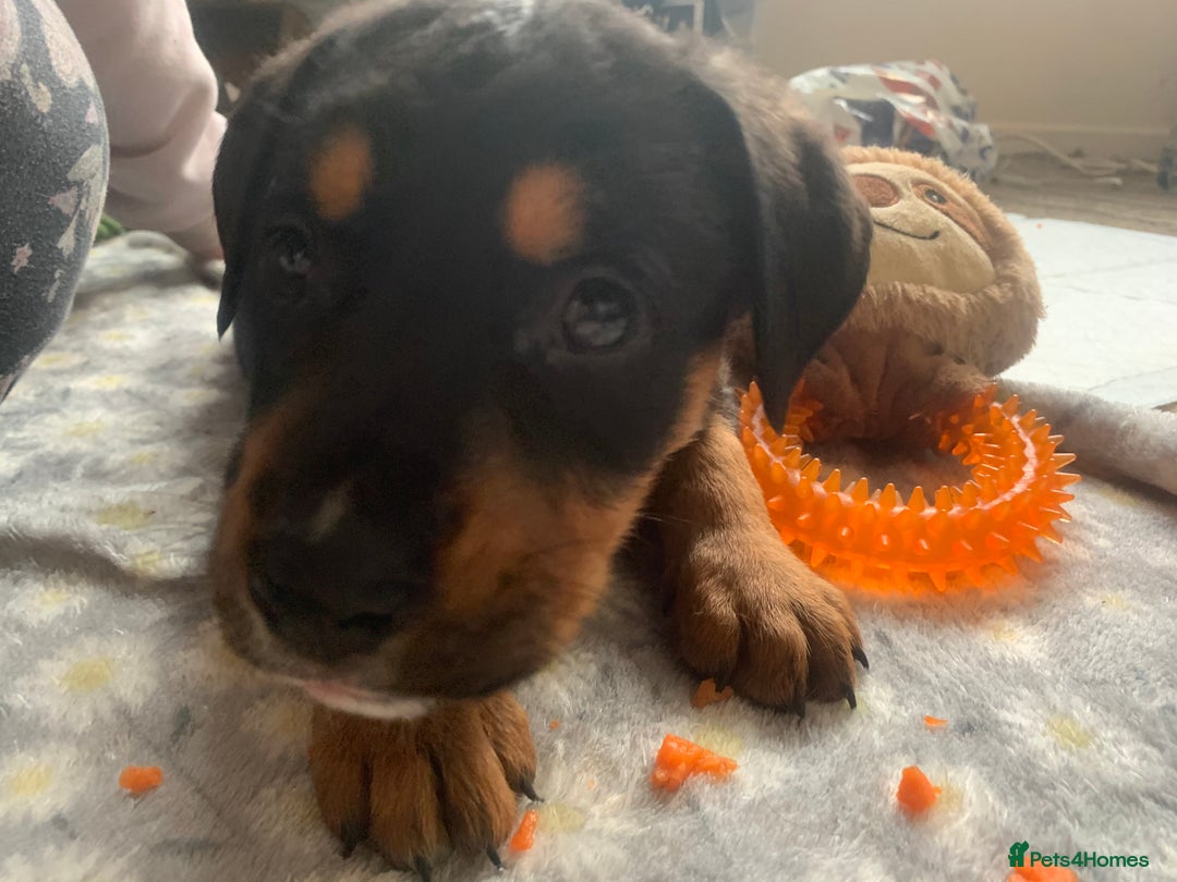 Mixed Breed dogs for sale: 4 stunning boys and 5 even more stunning girls - Advert 4