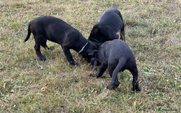 Labrador Retriever dogs for sale: 🐾Double Vaccinated🐾Black FTCH Forward Pups - Image 11