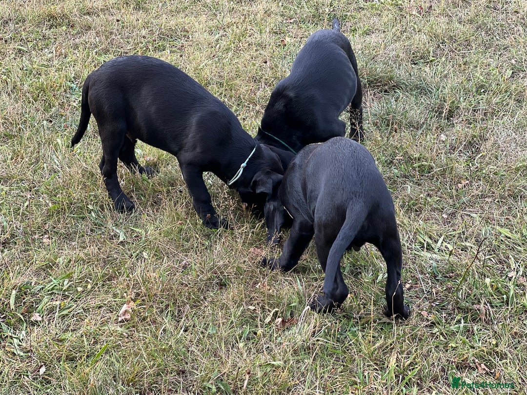 Labrador Retriever dogs for sale: 🐾Double Vaccinated🐾Black FTCH Forward Pups - Image 11