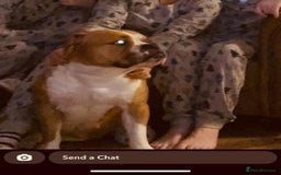 English Bulldog dogs for sale: Victorian Bull dog  - Image 2