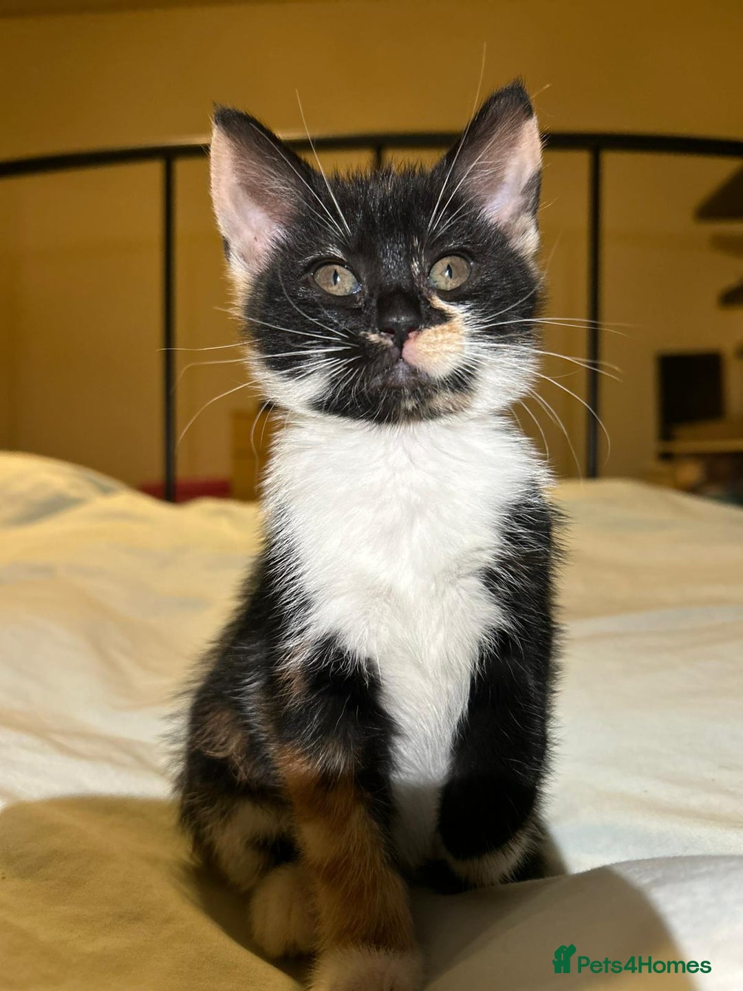 Mixed Breed cats for sale: Gorgeous fluffy kittens  - Advert 9