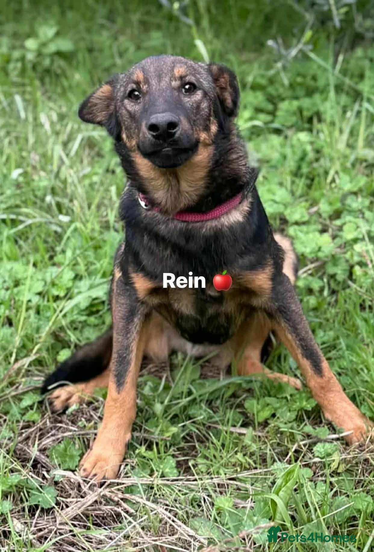 Mixed Breed dogs Reim! - Advert 3