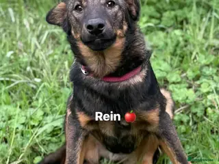 Mixed Breed dogs Reim! - Advert 3