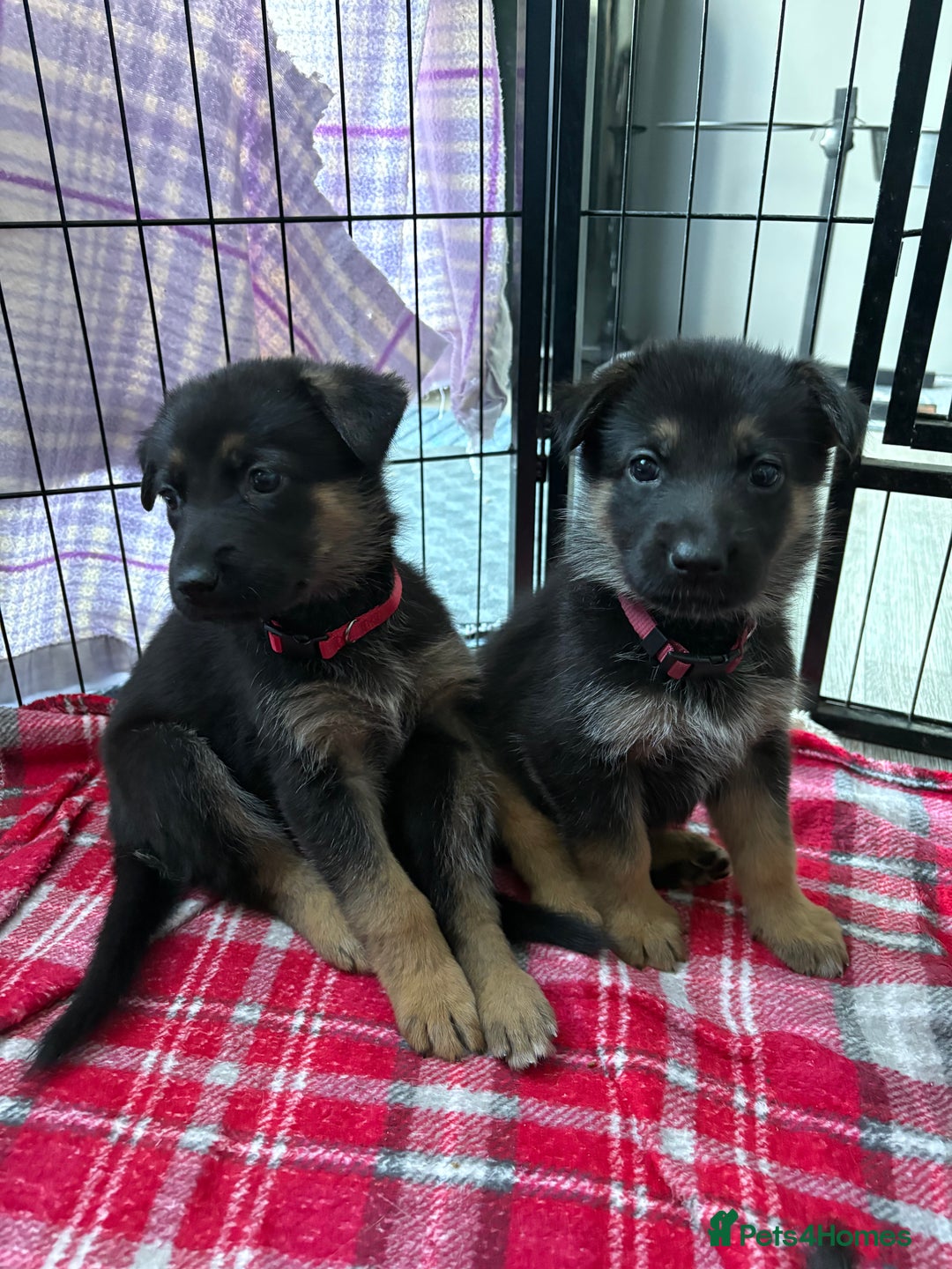 Mixed Breed dogs for sale: Belgian malinois x German Shepherd puppies  - Advert 6