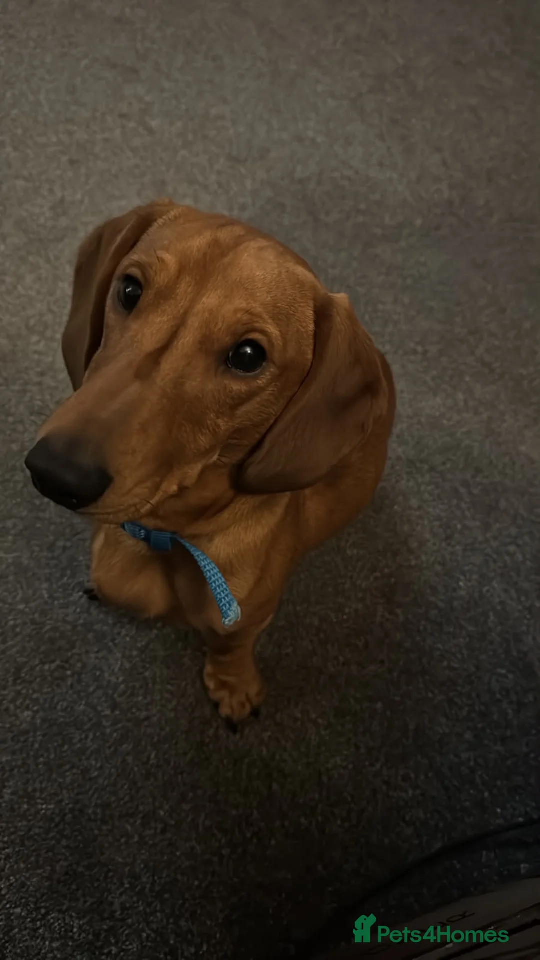 Dachshund dogs for sale: Male dachshund  - Advert 4
