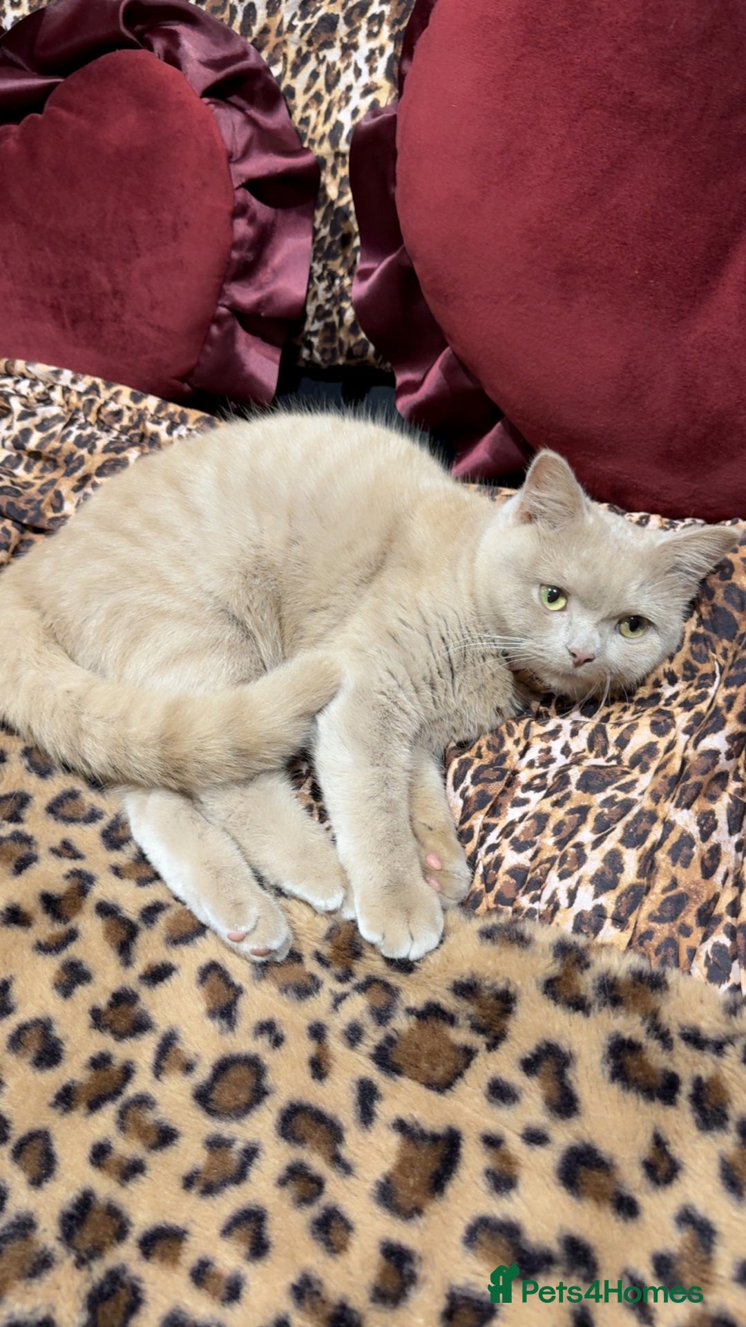 British Shorthair cats for sale: Beige British shorthair female  - Advert 3