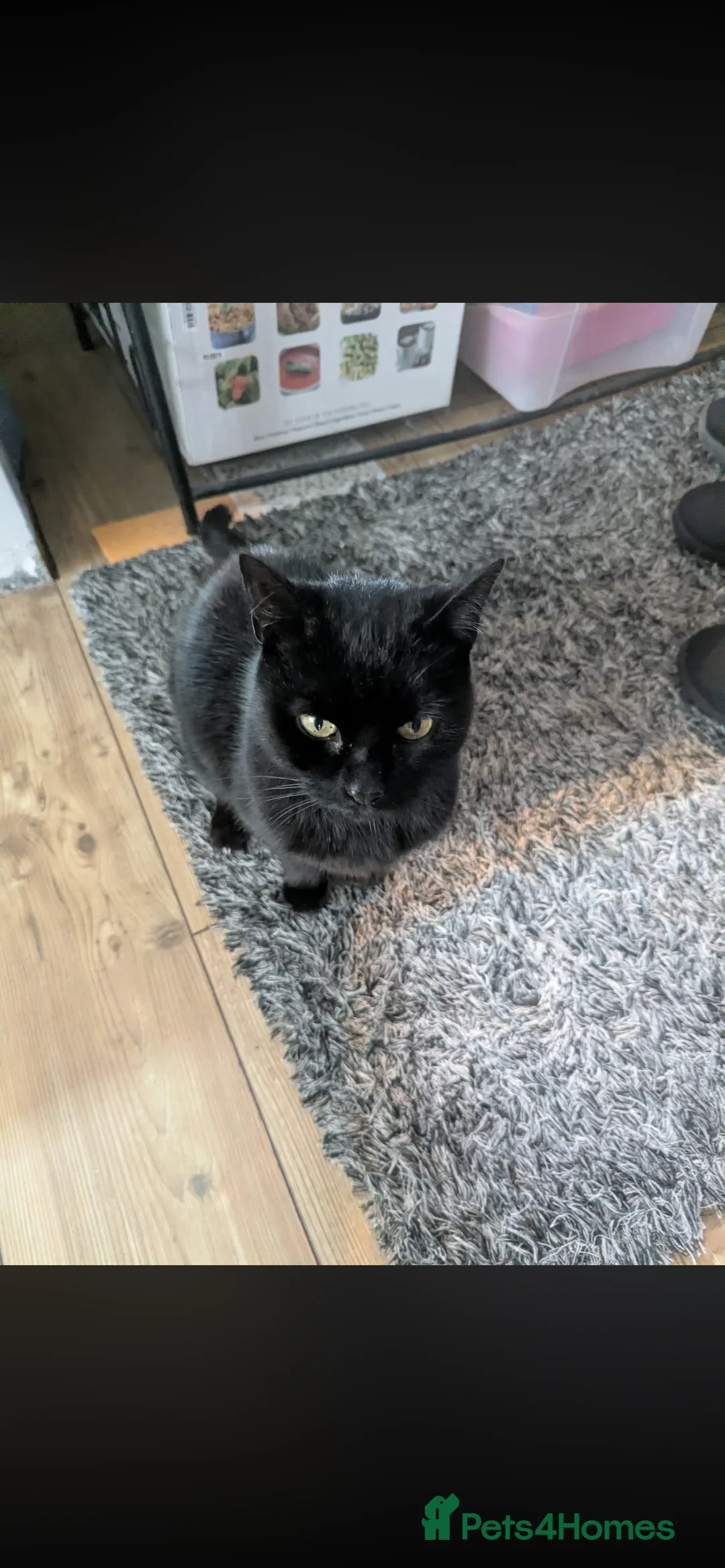Mixed Breed cats for sale: male black cat for sale  in Gloucester - Advert 1