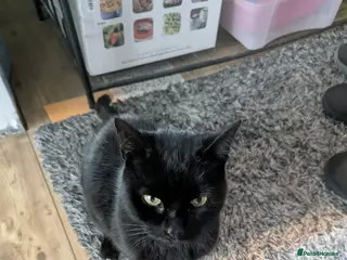 Mixed Breed cats male black cat for sale - Advert 4